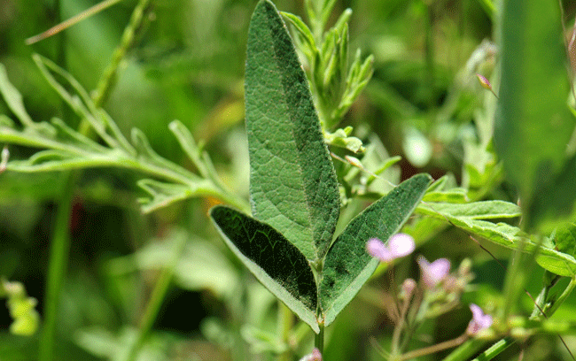 San Pedro Ticktrefoil has light green leaves, blotched around a prominent midrib and further surrounded by darker green blotches; leaves are alternate and trifoliolate, with variable shape leaflets which are lanceolate to ovate; the leaves are petiolate. Desmodium batocaulon